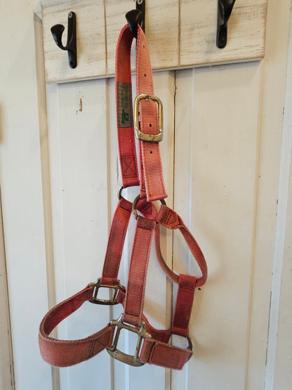 Yearling halter used