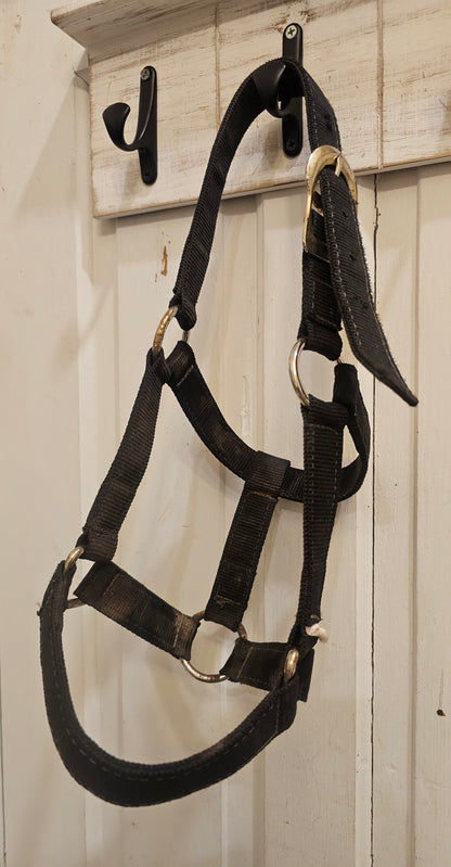 Suckling Halter Foal used